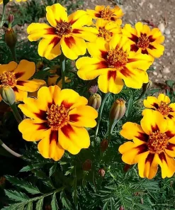Dainty Marietta French Marigold Seeds - 200 Seed Pack, Compact Bright Blooms, Outdoor - Image 3