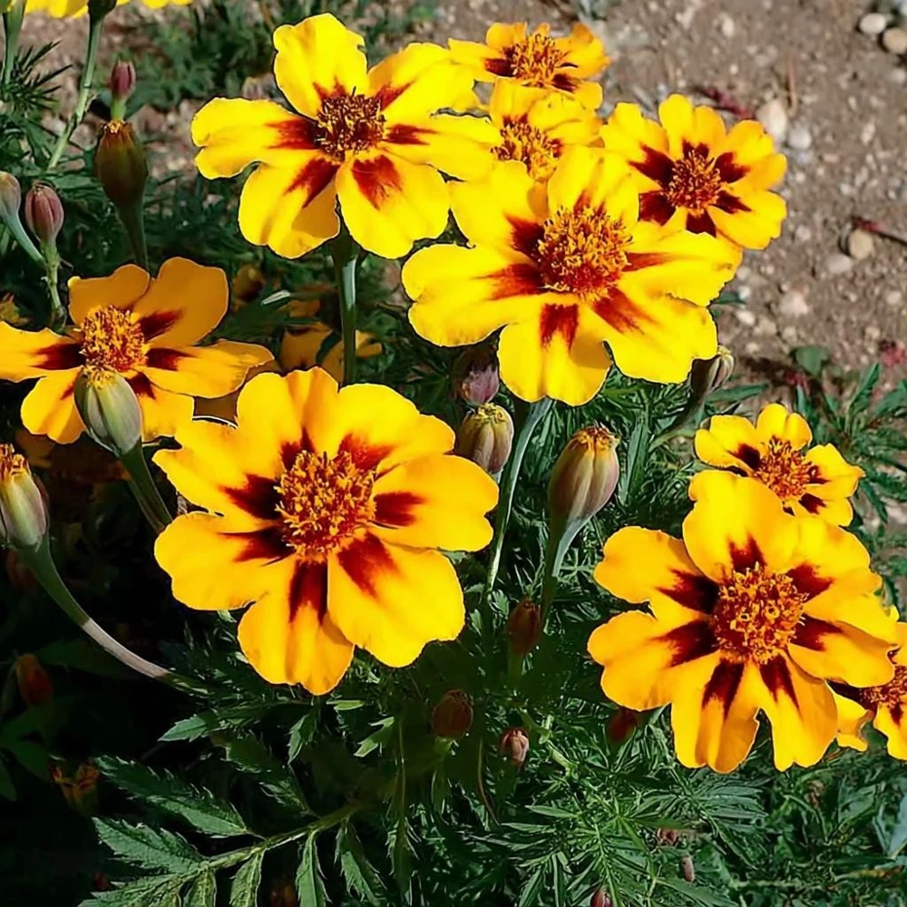 Dainty Marietta French Marigold Seeds - 200 Seed Pack, Compact Bright Blooms, Outdoor - Image 3