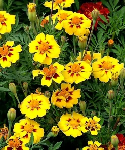 Dainty Marietta French Marigold Seeds - 200 Seed Pack, Compact Bright Blooms, Outdoor - Image 4