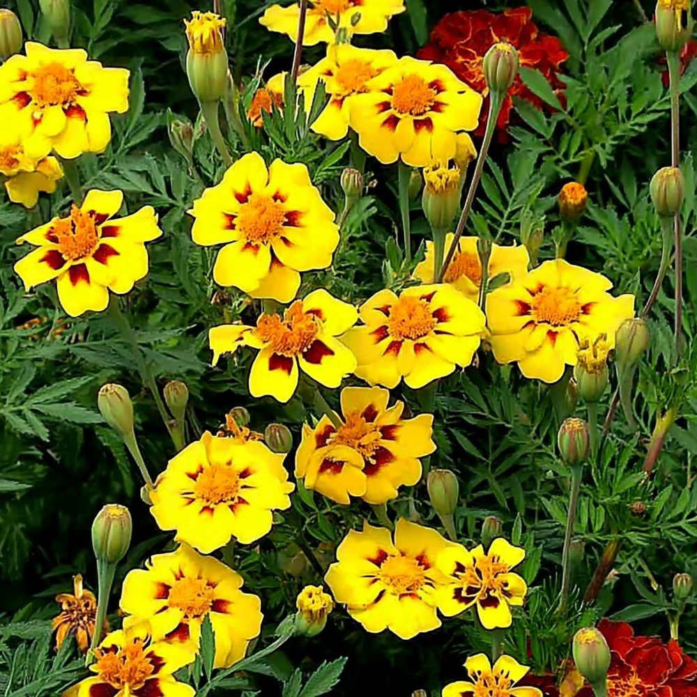 Dainty Marietta French Marigold Seeds - 200 Seed Pack, Compact Bright Blooms, Outdoor - Image 4