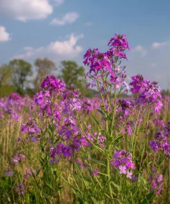 Dames Rocket Seeds - Heirloom Hesperis matronalis - 300 Seeds for Pollinator Gardens - Image 2
