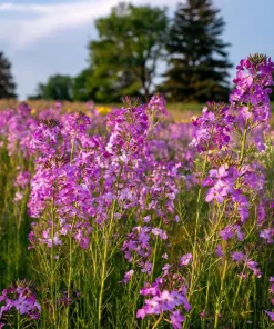 Dames Rocket Seeds - Heirloom Hesperis matronalis - 300 Seeds for Pollinator Gardens - Image 4