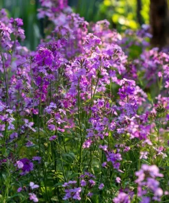 Dames Rocket Seeds - Heirloom Hesperis matronalis - 300 Seeds for Pollinator Gardens - Image 5