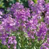 Dames Rocket Seeds - Heirloom Hesperis matronalis - 300 Seeds for Pollinator Gardens - Image 1