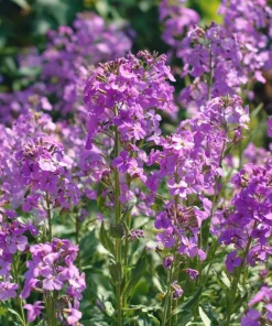 Dames Rocket Seeds - Heirloom Hesperis matronalis - 300 Seeds for Pollinator Gardens - Image 1