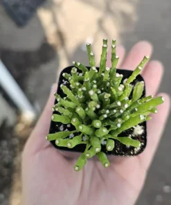 Dancing Bones Cactus Live Plant – Hatiora Salicornioides – 2in Pot Indoor - Image 3