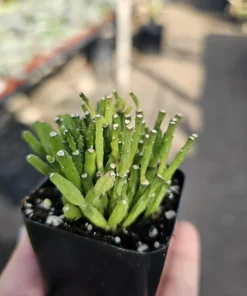 Dancing Bones Cactus Live Plant – Hatiora Salicornioides – 2in Pot Indoor - Image 4