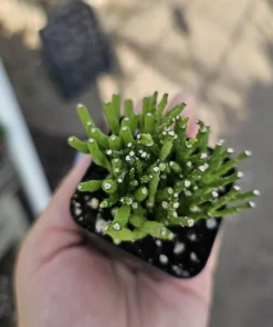 Dancing Bones Cactus Live Plant – Hatiora Salicornioides – 2in Pot Indoor - Image 6