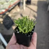 Dancing Bones Cactus Live Plant – Hatiora Salicornioides – 2in Pot Indoor - Image 1