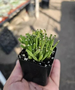 Dancing Bones Cactus Live Plant – Hatiora Salicornioides – 2in Pot Indoor - Image 1
