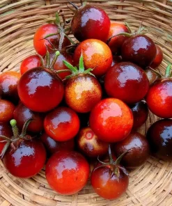 Dancing with Smurfs Tomato Seeds - 20 Heirloom Indigo Cherry Tomato Seeds - Image 2