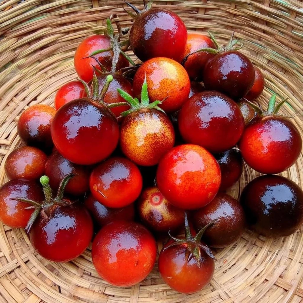 Dancing with Smurfs Tomato Seeds - 20 Heirloom Indigo Cherry Tomato Seeds - Image 2