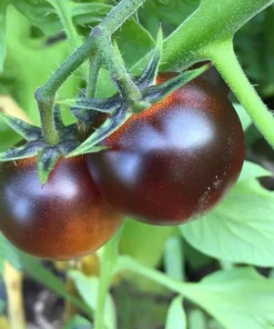 Dancing with Smurfs Tomato Seeds - 20 Heirloom Indigo Cherry Tomato Seeds - Image 3