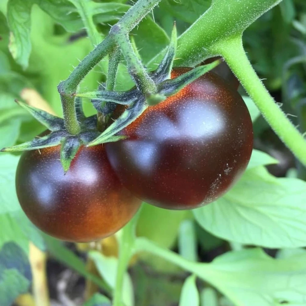 Dancing with Smurfs Tomato Seeds - 20 Heirloom Indigo Cherry Tomato Seeds - Image 3