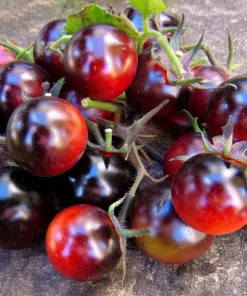 Dancing with Smurfs Tomato Seeds - 20 Heirloom Indigo Cherry Tomato Seeds - Image 1