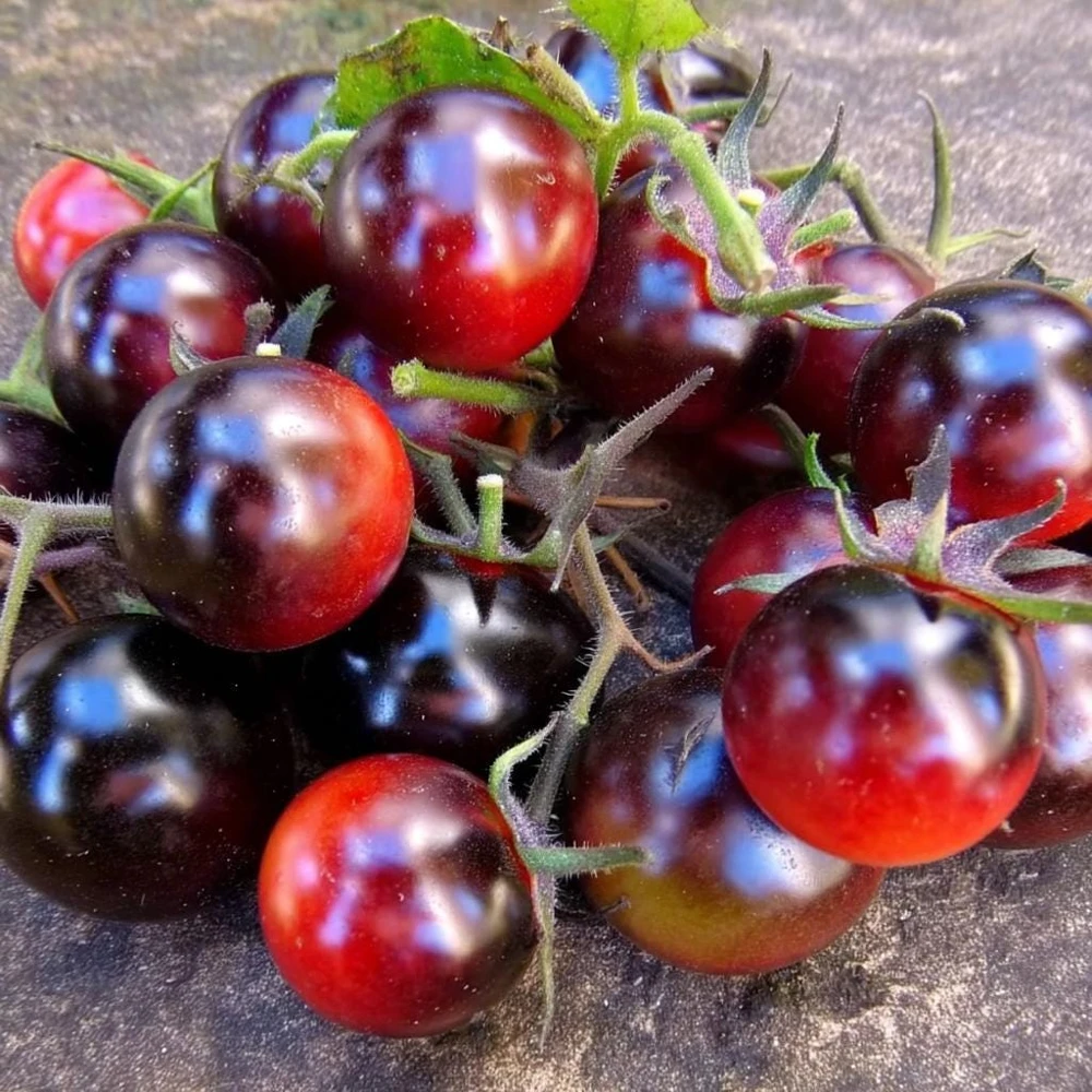 Dancing with Smurfs Tomato Seeds - 20 Heirloom Indigo Cherry Tomato Seeds - Image 1