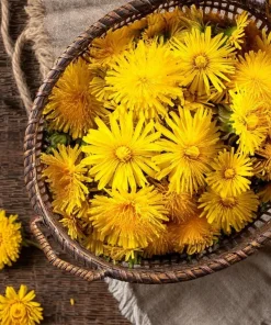 Dandelion Seeds - Taraxacum officinale - Edible & Medicinal Herb - 50 Seed Pack - Image 2