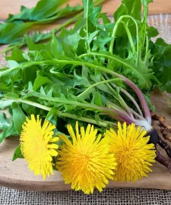 Dandelion Seeds - Taraxacum officinale - Edible & Medicinal Herb - 50 Seed Pack - Image 3