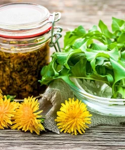 Dandelion Seeds - Taraxacum officinale - Edible & Medicinal Herb - 50 Seed Pack - Image 4