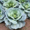 Danish Ballhead Cabbage Seeds - 500 Count Vegetable Seeds for Garden - Image 1