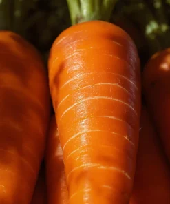 Danvers 126 Carrot Seeds - Sweet, Disease Resistant, High Yield - 150 Seeds - Image 2