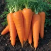 Danvers 126 Carrot Seeds - Sweet, Disease Resistant, High Yield - 150 Seeds - Image 1