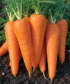 Danvers 126 Carrot Seeds - Sweet, Disease Resistant, High Yield - 150 Seeds - Image 1
