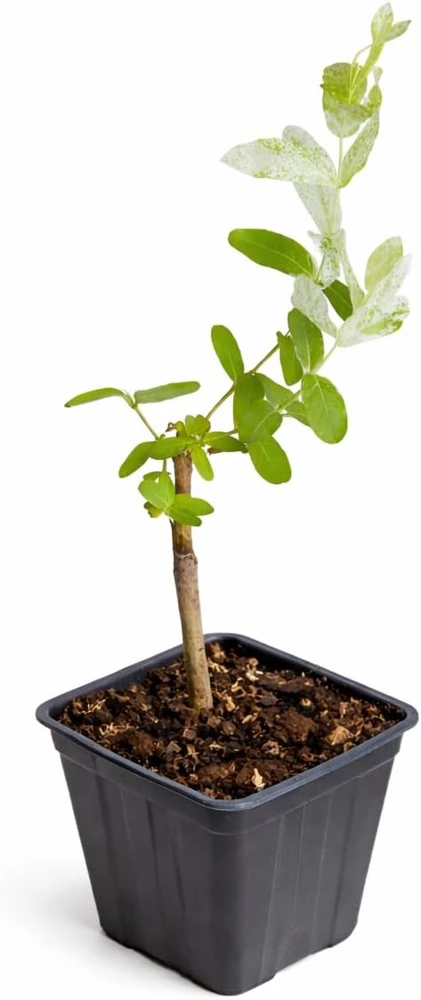 Dappled Nishiki Willow Shrub Live Plant - 6-12" Tall in 2.5" Pot - Outdoor Deciduous - Image 2