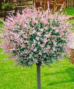 Dappled Nishiki Willow Shrub Live Plant - 6-12