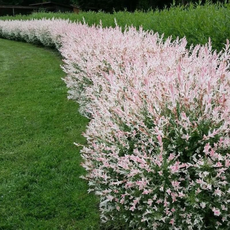 Dappled Nishiki Willow Shrub Live Plant - 6-12" Tall in 2.5" Pot - Outdoor Deciduous - Image 5