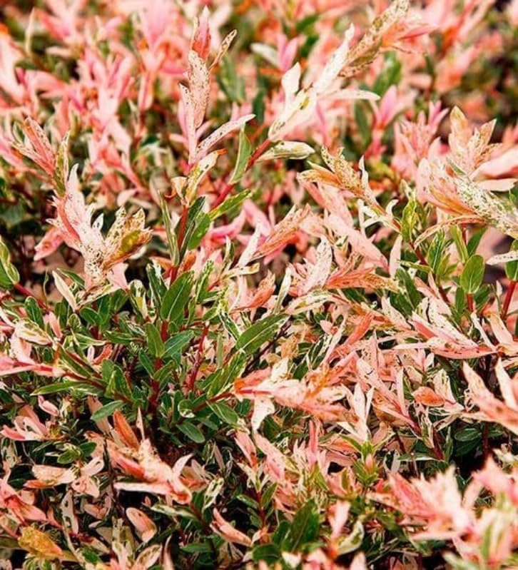Dappled Nishiki Willow Shrub Live Plant - 6-12" Tall in 2.5" Pot - Outdoor Deciduous - Image 6