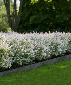 Dappled Nishiki Willow Shrub Live Plant - 6-12