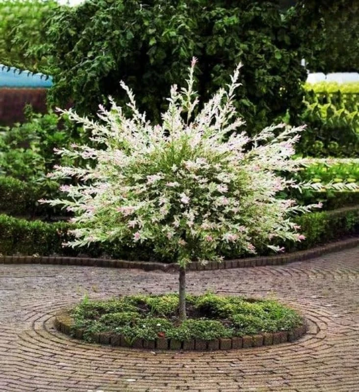 Dappled Nishiki Willow Shrub Live Plant - 6-12" Tall in 2.5" Pot - Outdoor Deciduous - Image 8