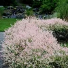 Dappled Nishiki Willow Shrub Live Plant - 6-12" Tall in 2.5" Pot - Outdoor Deciduous - Image 1