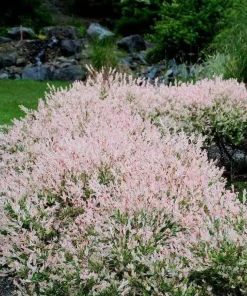 Dappled Nishiki Willow Shrub Live Plant - 6-12