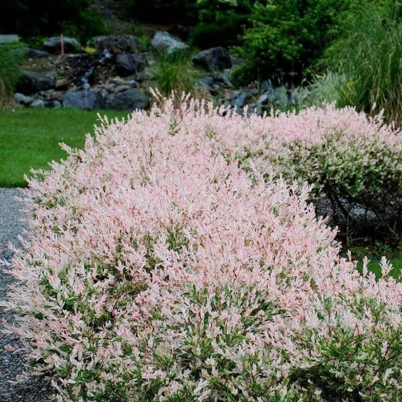 Dappled Nishiki Willow Shrub Live Plant - 6-12" Tall in 2.5" Pot - Outdoor Deciduous - Image 1