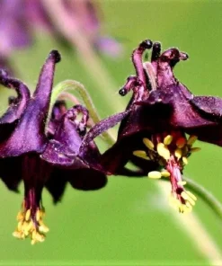 Dark Columbine Seeds - Aquilegia Atrata Deep Purple Flower Seeds - 20 Count - Image 2