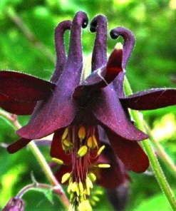 Dark Columbine Seeds - Aquilegia Atrata Deep Purple Flower Seeds - 20 Count - Image 3