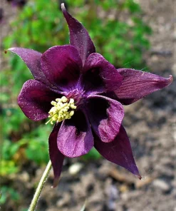Dark Columbine Seeds - Aquilegia Atrata Deep Purple Flower Seeds - 20 Count - Image 4