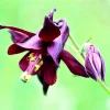Dark Columbine Seeds - Aquilegia Atrata Deep Purple Flower Seeds - 20 Count - Image 1