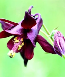 Dark Columbine Seeds - Aquilegia Atrata Deep Purple Flower Seeds - 20 Count - Image 1