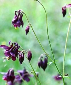 Dark Columbine Seeds - Aquilegia Atrata Deep Purple Flower Seeds - 20 Count - Image 5