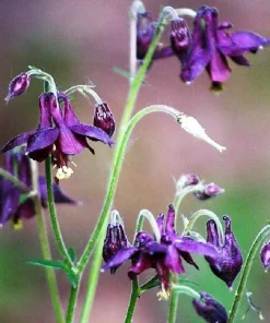 Dark Columbine Seeds - Aquilegia Atrata Deep Purple Flower Seeds - 20 Count - Image 6
