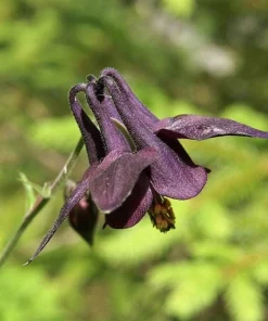 Dark Columbine Seeds - Aquilegia Atrata Deep Purple Flower Seeds - 20 Count - Image 7