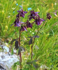 Dark Columbine Seeds - Aquilegia Atrata Deep Purple Flower Seeds - 20 Count - Image 8