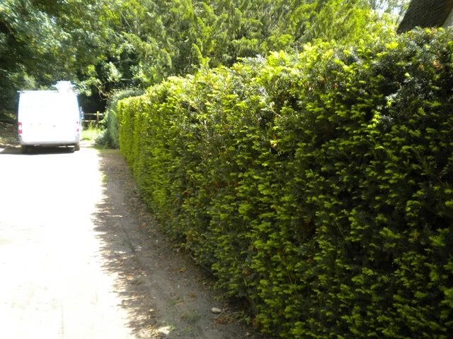Dark Green Spreader Yew Cuttings - Unrooted Set of 12+ - Image 2