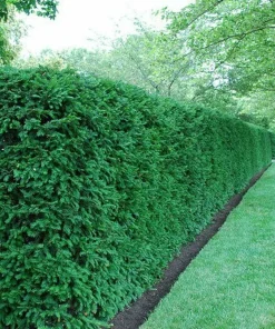 Dark Green Spreader Yew Cuttings - Unrooted Set of 12+ - Image 3