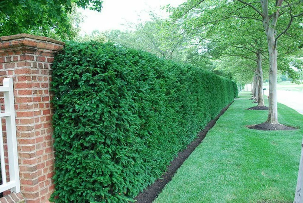 Dark Green Spreader Yew Cuttings - Unrooted Set of 12+ - Image 3
