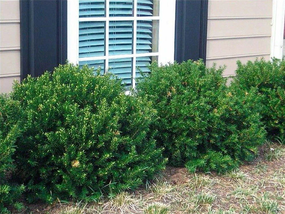 Dark Green Spreader Yew Cuttings - Unrooted Set of 12+ - Image 4