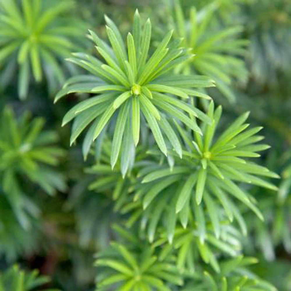 Dark Green Spreader Yew Cuttings - Unrooted Set of 12+ - Image 5